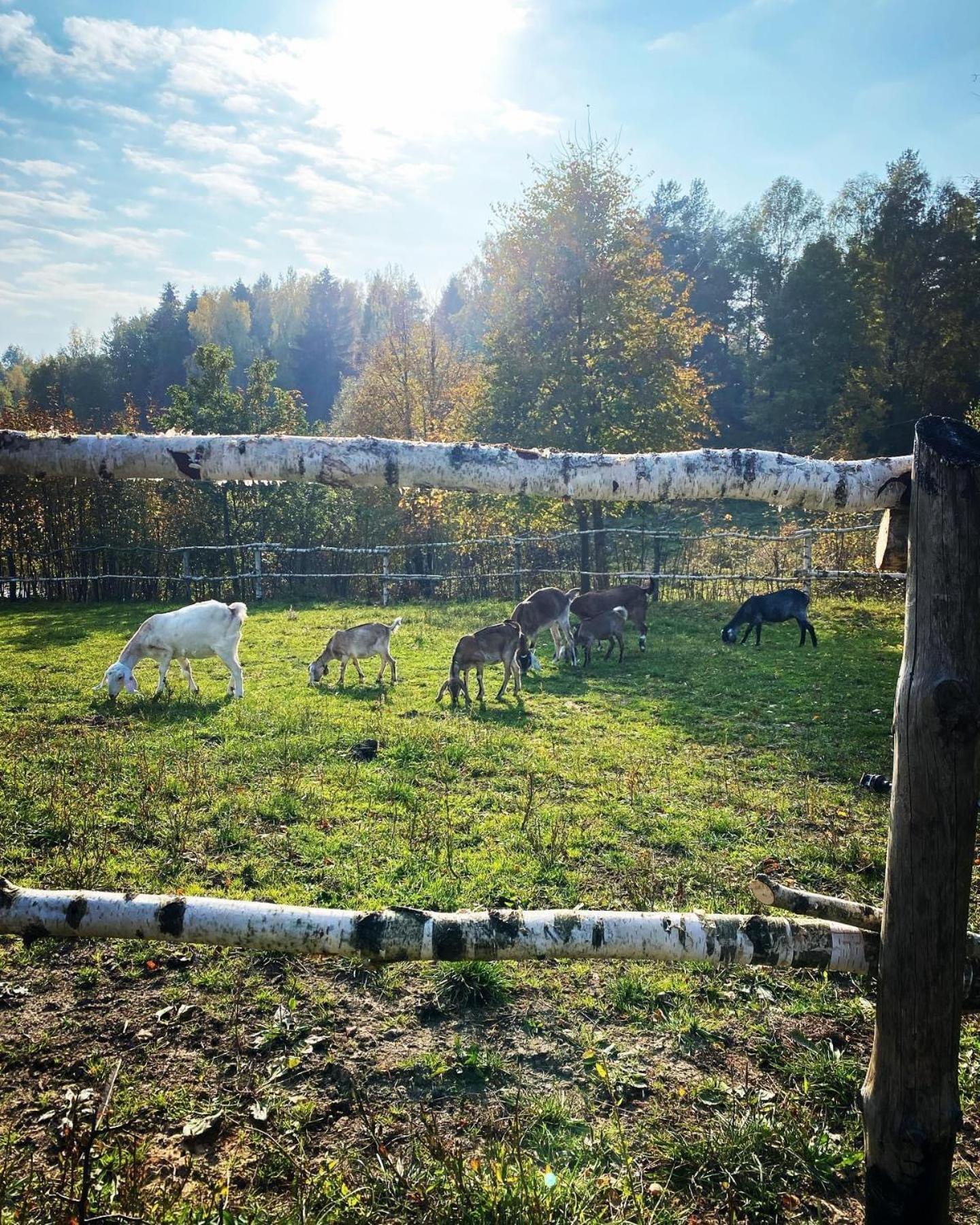 Koziula - Domki I Lesne Spa Na Kaszubach Przywidz  Exterior photo